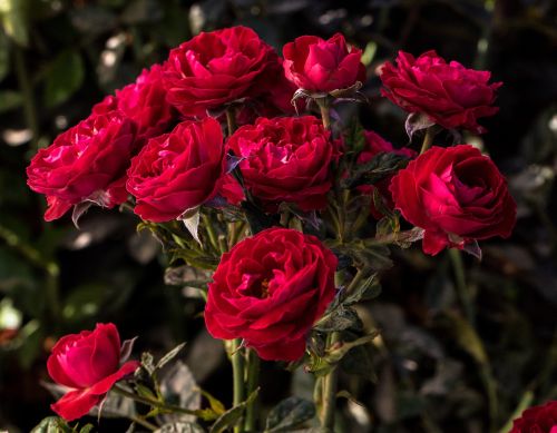 Rose Floribunda Cherrytini 3G