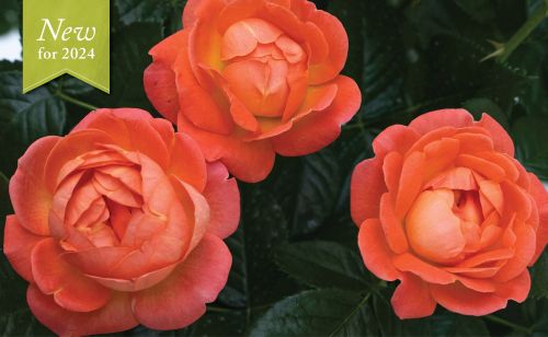 Rose Shrub Orange Glow Knock Out 3G