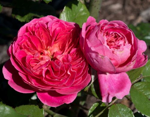 Rose Floribunda PowerPuff Pink 3G