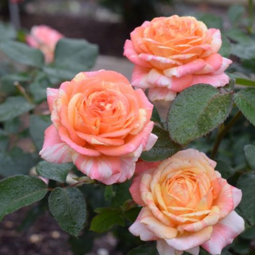 Rose Hybrid Tea Peach Swirl 3G