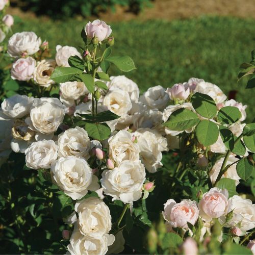 Rose Shrub Flavorette Pear'd 3G