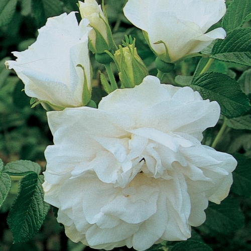 Rose Rugosa Blance Double de Coubert 3G