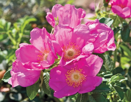 Rose Rugosa Raspberry Rugostar 3G