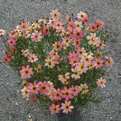 Coreopsis 2g Shade Of Rose