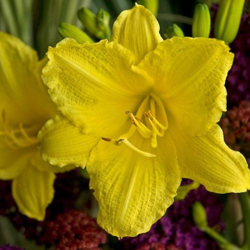 Daylily 1g Happy Return