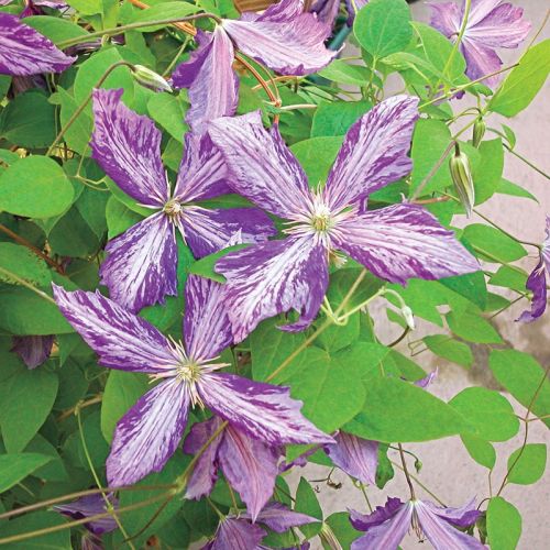 Clematis 2g Tie Dye