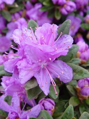Rhododendron X Purple Gem 2G