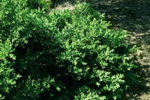 Boxwood 2g Green Velvet