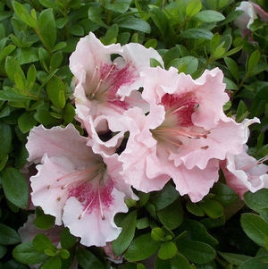 Azalea Gumpo Pink 3G