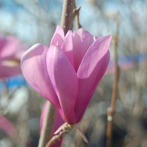 Magnolia Liliiflora Ann 3G