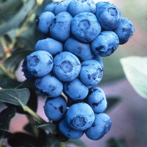Blueberry 2g Duke