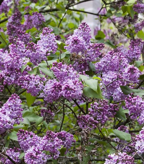 Lilac 3g Common