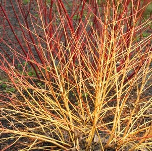 Cornus Sanguinea Arctic Sun 3G