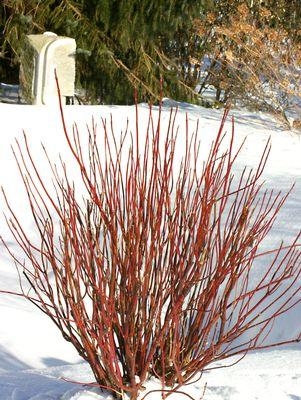 Arctic Fire 3g Burning Bush