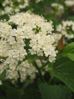 Viburnum Blue Muffin 3G