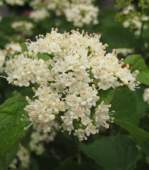 Viburnum 5g Blue Muffin
