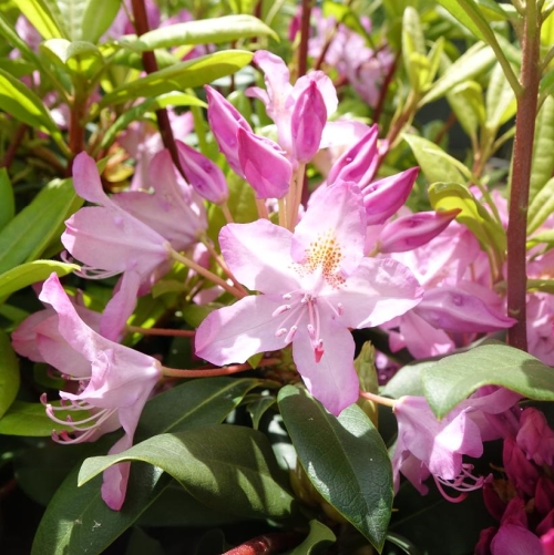 Rhododendron Maximum Ind 2G