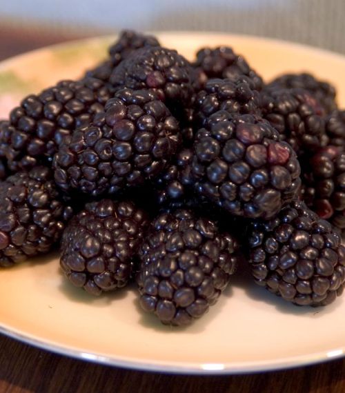 Blk Raspberry 2g  Bristol