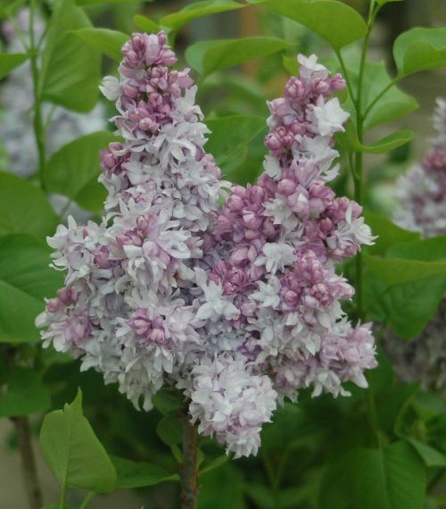 Lilac 3g Equinox Valley