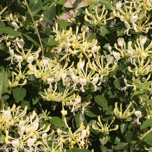 Honeysuckle Scentsation 2G