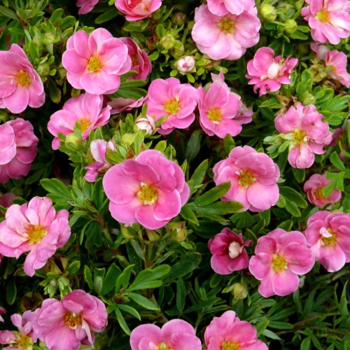 Potentilla Fruticosa Pink 2G