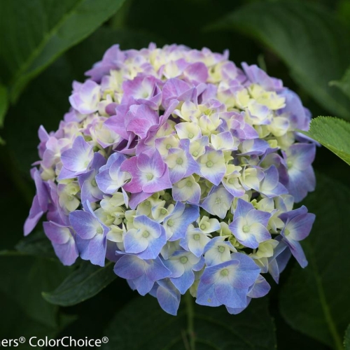 Hydrangea Lets Dance Blue Jangles 3G