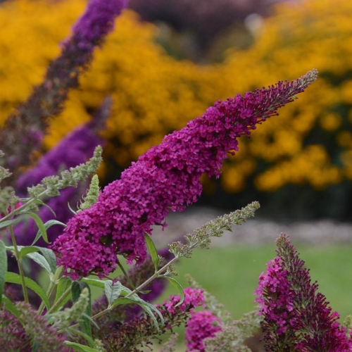 Butterfly Bush Buddleia Monarch Queen of Hearts 3G