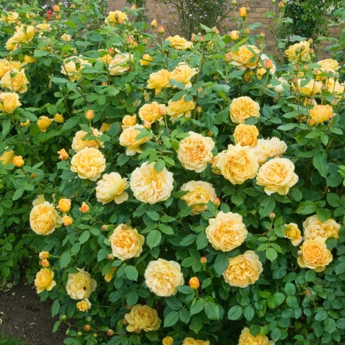 Rose English Golden Celebration 3G