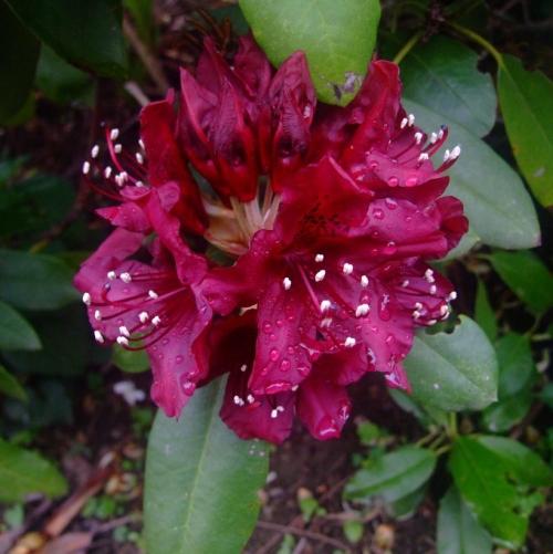 Rhododendron Dark Lord 2G