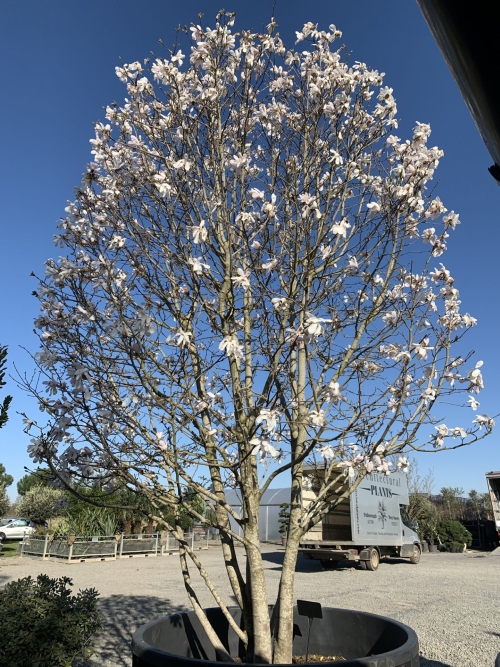 Magnolia Stellata Centennial 3G