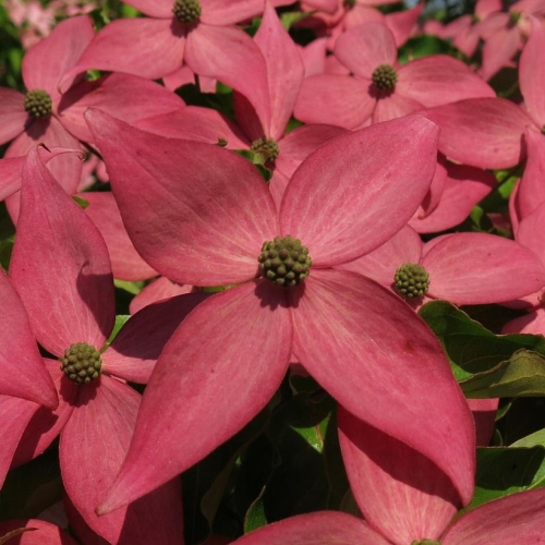 Dogwood Scarlet Fire 7g Cornus