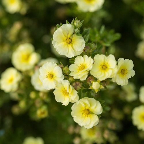 Potentilla Fruit Lemon Meringue 3G