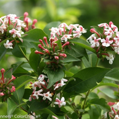 Abelia Sweet Emotion