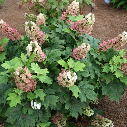 Hydrangea Quercifolia Jet Stream 3G