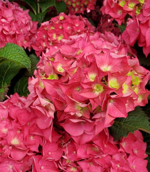 Hydrangea Summer Crush 3G