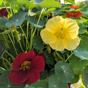 Nasturtium Night And Day 1G