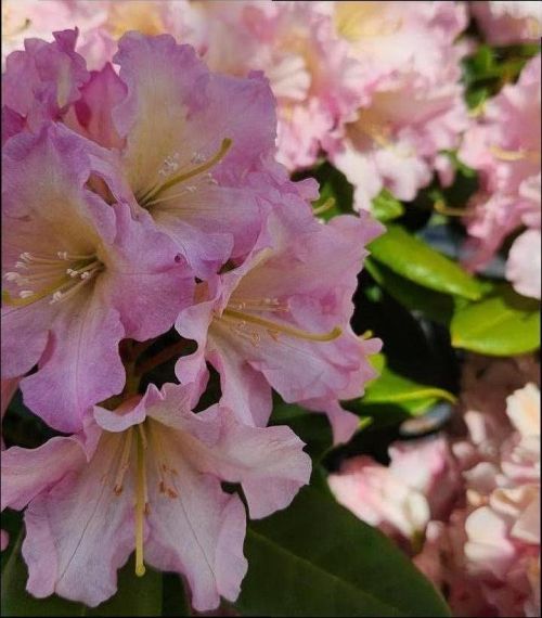 Rhododendron Hoopla 2G