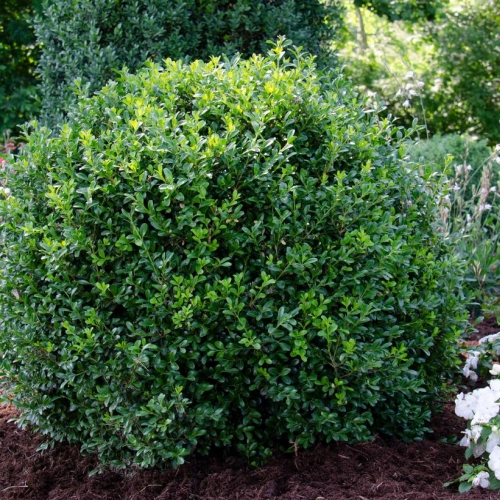 Boxwood Independence Blue Moon 2G