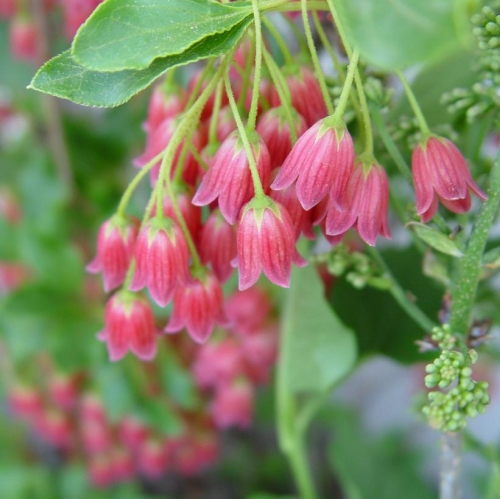 Enkianthus Campanulatus Showy Lantern 2G