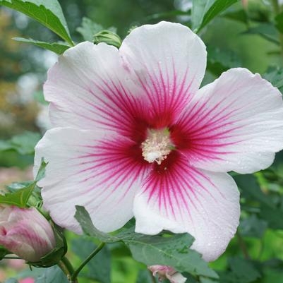 Rose of Sharon Hibiscus Paraplu Pink Ink 3G