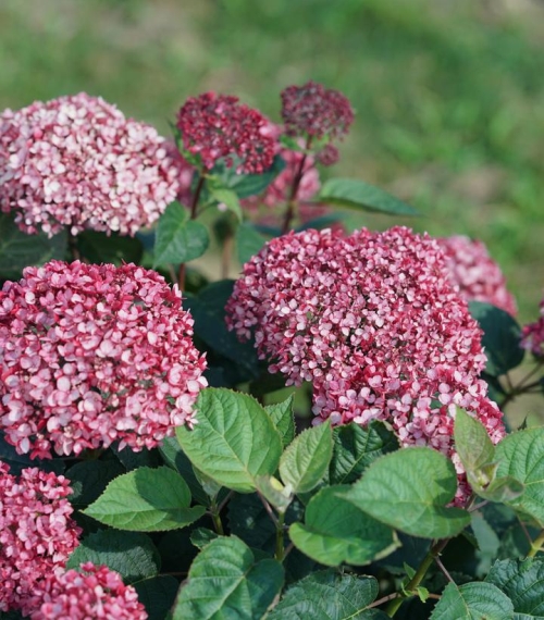 Hydrangea Arborescens Invincibelle Garnetta 3G