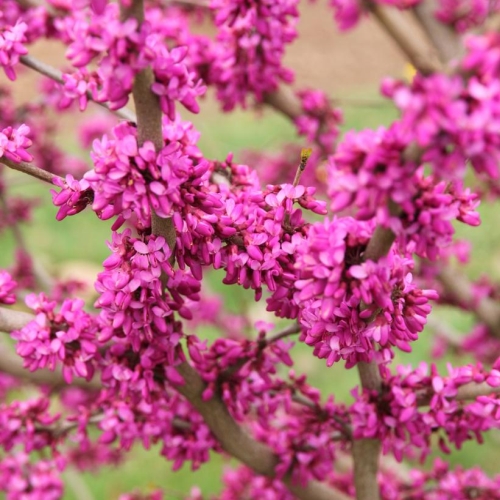 Eastern Redbud Northern Herald 7G