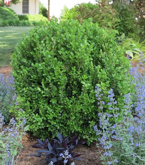 Boxwood Newgen Freedom 2G