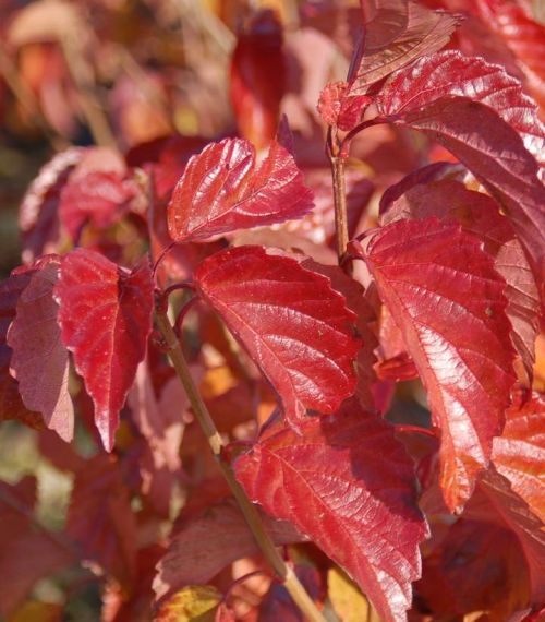 Viburnum 3g Red Feather