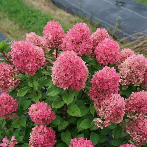 Hydrangea Panicle Little Lime Punch 3G