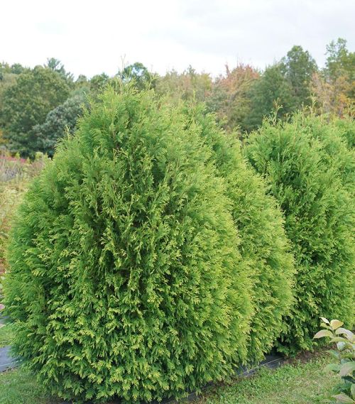 Arborvitae Cheer Drop 2G