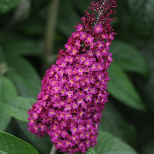 Butterfly Bush Buddleia Anrazz 2G