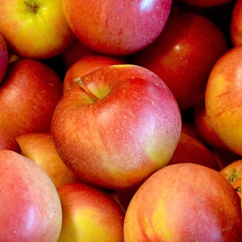 Apple Winesap 7G