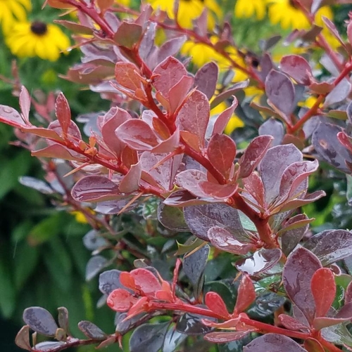 Barberry Worryfree Crimson Cutie 3G