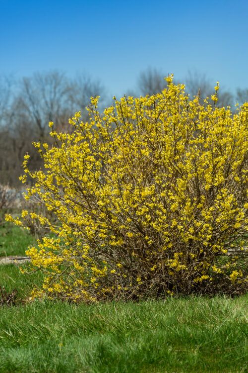 Forsythia Spring Fling 3G